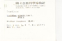 獨行菜藏品圖，第2張