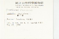 獨行菜藏品圖，第2張