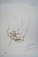 細葉蘭花參藏品圖，第1張