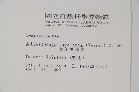 細葉蘭花參藏品圖，第2張