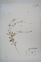 細葉蘭花參藏品圖，第1張