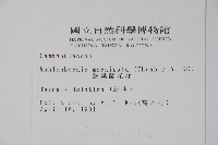 細葉蘭花參藏品圖，第2張