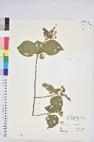 扛香藤藏品圖，第1張