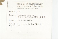 黃鵪菜藏品圖，第2張