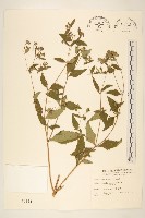 豨薟藏品圖，第1張