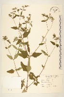 豨薟藏品圖，第1張