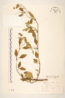 天蓬草舅藏品圖，第1張