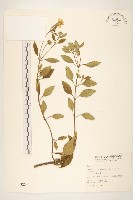 天蓬草舅藏品圖，第1張