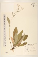 刀傷草藏品圖，第1張