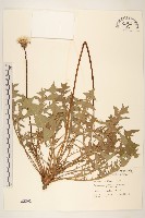 西洋蒲公英藏品圖，第1張