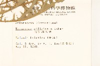 西洋蒲公英藏品圖，第2張