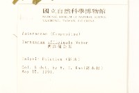 西洋蒲公英藏品圖，第2張