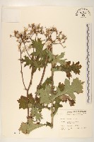 臺灣山苦苣藏品圖，第1張