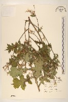 臺灣山苦苣藏品圖，第1張