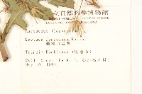 臺灣山苦苣藏品圖，第2張
