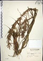 扭鞘香茅藏品圖，第1張