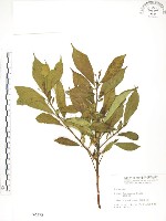 天仙果、臺灣榕藏品圖，第1張