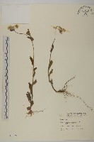 毛將軍藏品圖，第1張