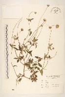 長柄菊藏品圖，第1張