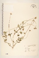 長柄菊藏品圖，第1張