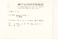 長柄菊藏品圖，第2張