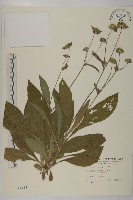 地膽草、毛蓮菜藏品圖，第1張