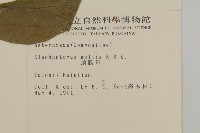 地膽草、毛蓮菜藏品圖，第2張