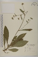 地膽草、毛蓮菜藏品圖，第1張