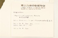 田代氏澤蘭藏品圖，第2張