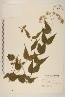 田代氏澤蘭藏品圖，第1張