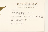 田代氏澤蘭藏品圖，第2張