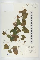 黑果馬交兒藏品圖，第1張