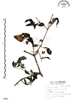 龍珠藏品圖，第1張