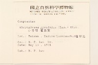 小舌菊、蔓綿菜藏品圖，第2張