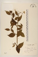 小舌菊、蔓綿菜藏品圖，第1張