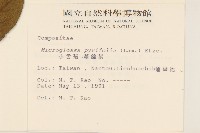 小舌菊、蔓綿菜藏品圖，第2張