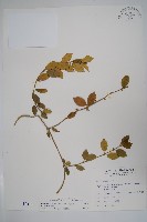 武靴藤藏品圖，第1張