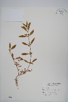 登錄號:S002418藏品圖，第1張