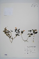 蘆利草藏品圖，第1張