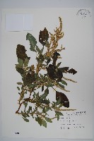 刺莧藏品圖，第1張