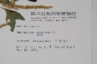 刺莧藏品圖，第2張