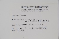 土牛膝藏品圖，第2張