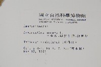 土牛膝藏品圖，第2張