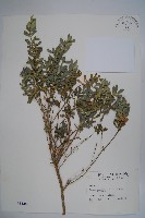 姬黃楊藏品圖，第1張