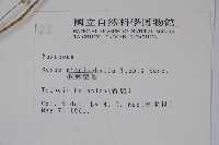 姬黃楊藏品圖，第2張