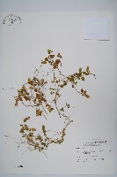 澎湖爵床藏品圖，第1張