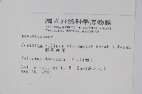 澎湖爵床藏品圖，第2張