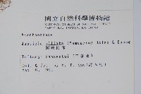 澎湖爵床藏品圖，第2張