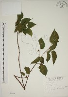 小桑樹藏品圖，第1張