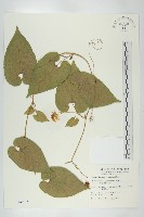 斑花青牛膽藏品圖，第1張